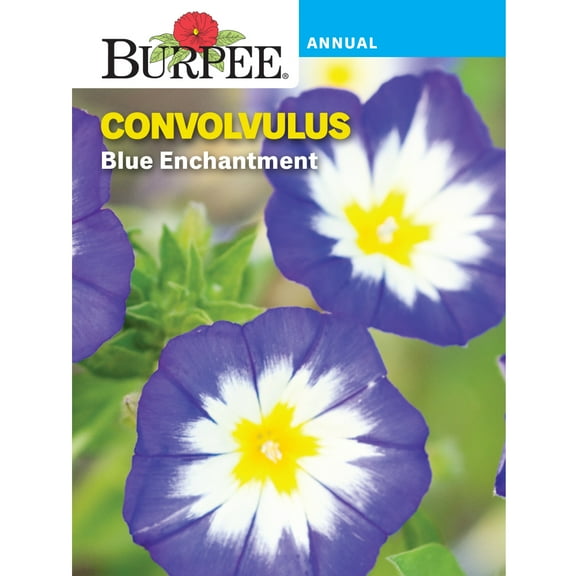 Burpee Blue Enchantment Convolvulus Flower Seed, 1-Pack