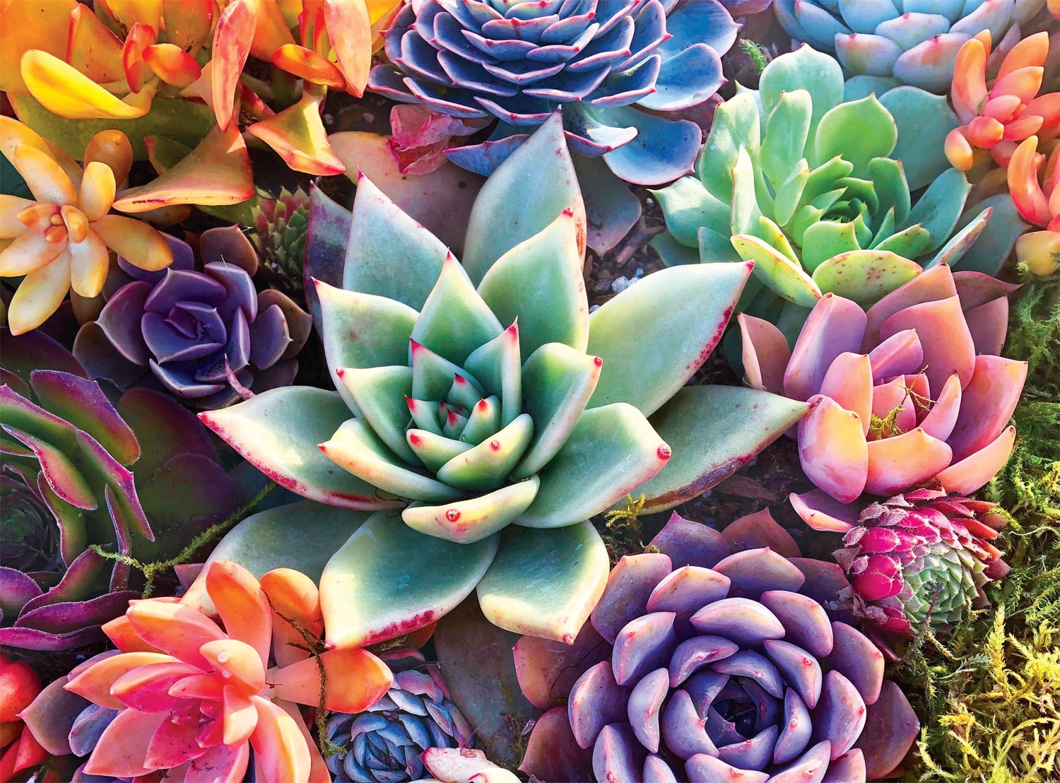 Buffalo Games - Photography - Simple Succulents - 1000 Piece Jigsaw Puzzle