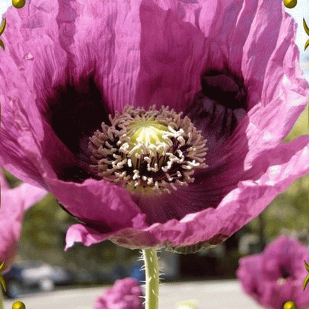 Ballerina Mix - Everwilde Farms - 1000 Ballerina Mixed California Poppy Garden Flower Seeds - Gold Vault Jumbo Bulk Seed Packet