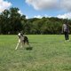 thumbnail image 2 of Dog/Puppy Obedience Recall Training Agility Lead - 30ft Training Leash - Great for Training, Play, Camping, or Backyard - Black 30ft, 2 of 5