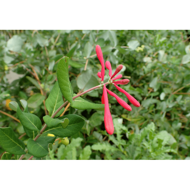 Trumpet Honeysuckle Major Wheeler Lonicera sempervirens in 3.5 inch pot