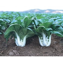 1000  CHINESE WHITE STEM PAK CHOI Bok Choy Seeds - Non-GMO Heirloom Seeds by Mai's Family