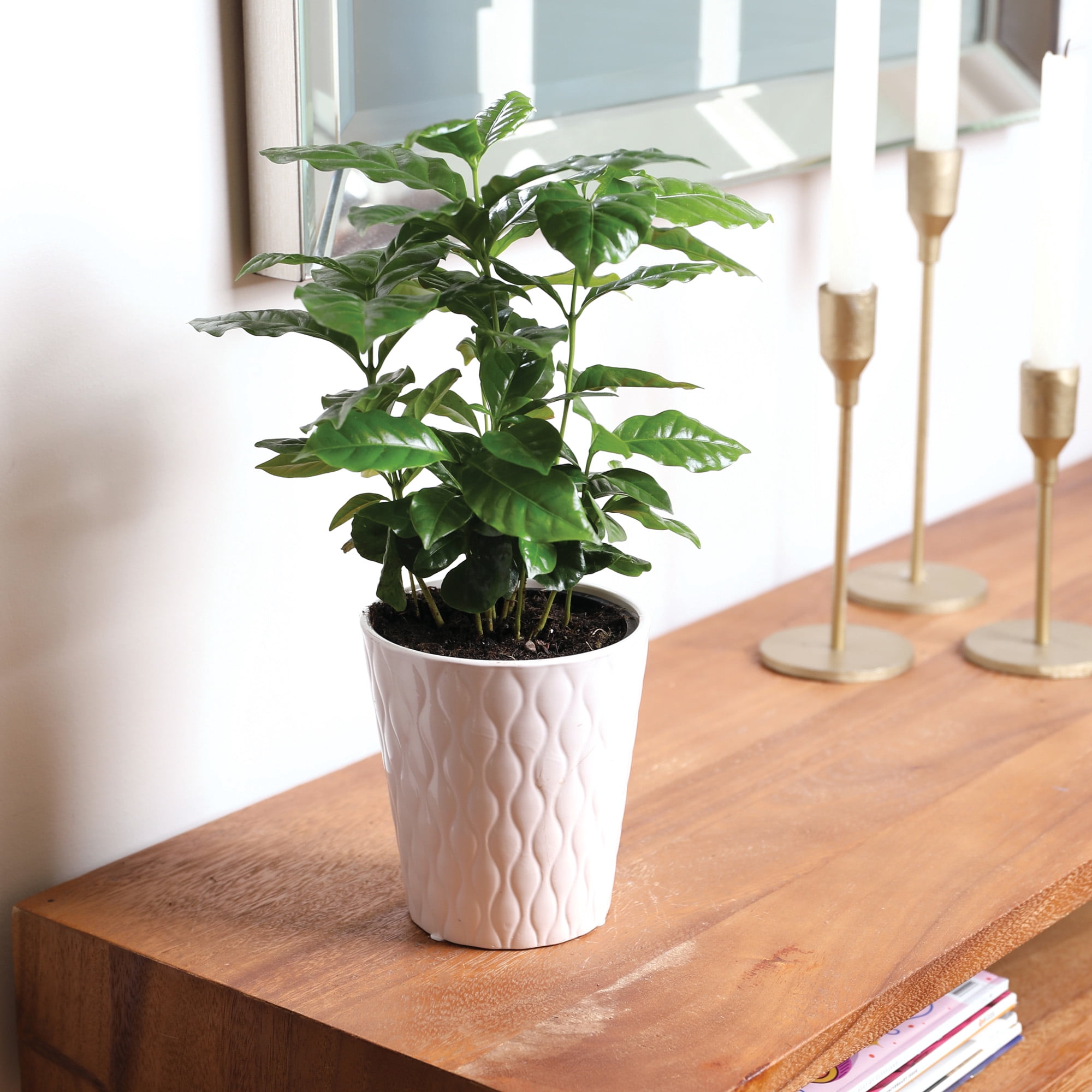 Wild Interiors 12-15" Coffee Live Plant in 5" White Ceramic Pot, House Plant
