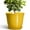 Light Yellow, variant on Ordivic 6 inch Blue Glaze Ceramic Plant Pot with Drainage Hole & Saucer, Small Decorative Flower Pots for Succulents & Herbs, Home Decor