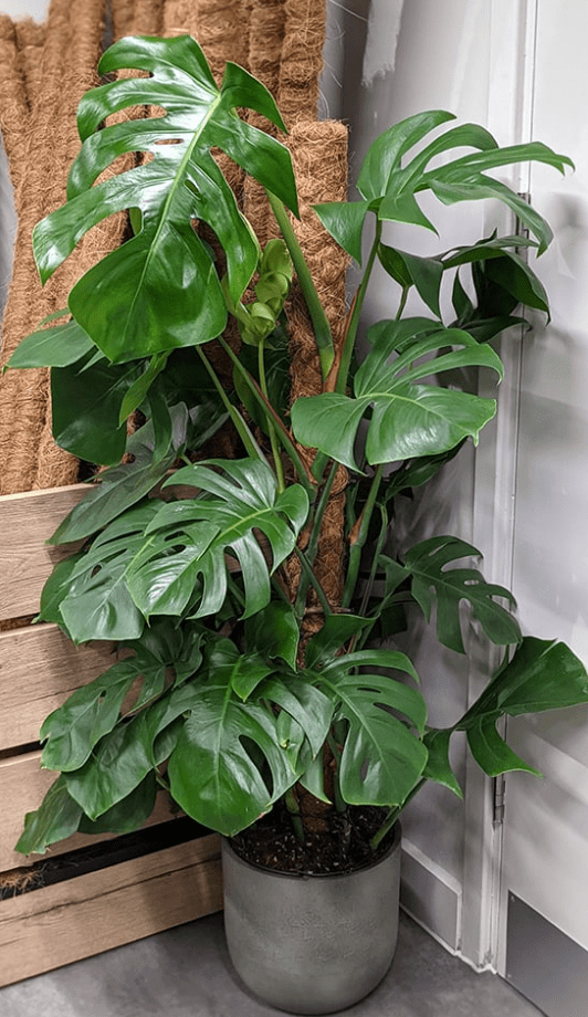 Monstera Deliciosa Live Plant, Live Monstera Plant, Monstera Live Plant, Live Monstera Plant Indoor, Philodendron Monstera Tree 4 to 6 Inch Tall