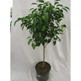 thumbnail image 4 of Ficus Benjamina Weeping Fig Standard - Live Plant in a 10 Inch Pot - Ficus Benjamina - Beautiful Ornamental Interior Tree, 4 of 5