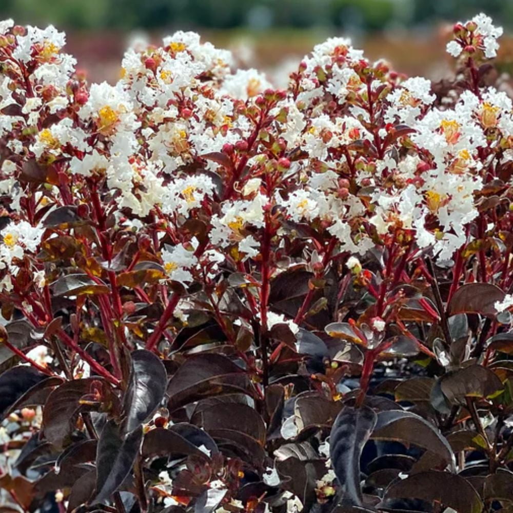 Black Diamond Blooms 1.5- 2 ft tall Crystalline Crape Myrtle Live Tree in 3-Gallon Grower Pot