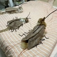 thumbnail image 3 of 12ML Cat Cockroach Costume DIY Kit - Realistic Funny Pet Halloween Outfit with Antennae for Small Medium Cats, Perfect for Parties & Photo Shoots, 3 of 6