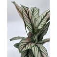 thumbnail image 2 of Calathea majestica, 4 inch, Striped Pyjamas, White Star, 2 of 9