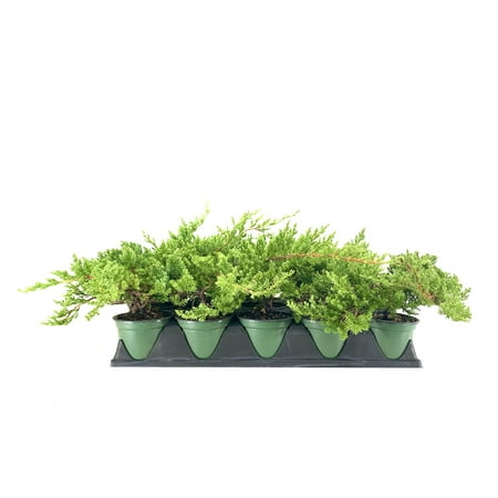 Dwarf Japanese Garden Juniper 3 Live 4 Inch Pots Juniperus Procumbens Nana Drought Tolerant Evergreen Groundcover Great Plants for Bonsai