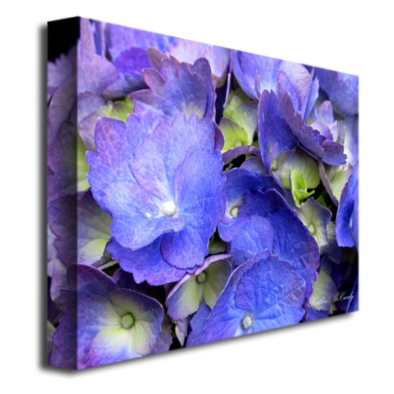 Trademark Fine Art "Hydrangea" Canvas Art by Kathie McCurdy