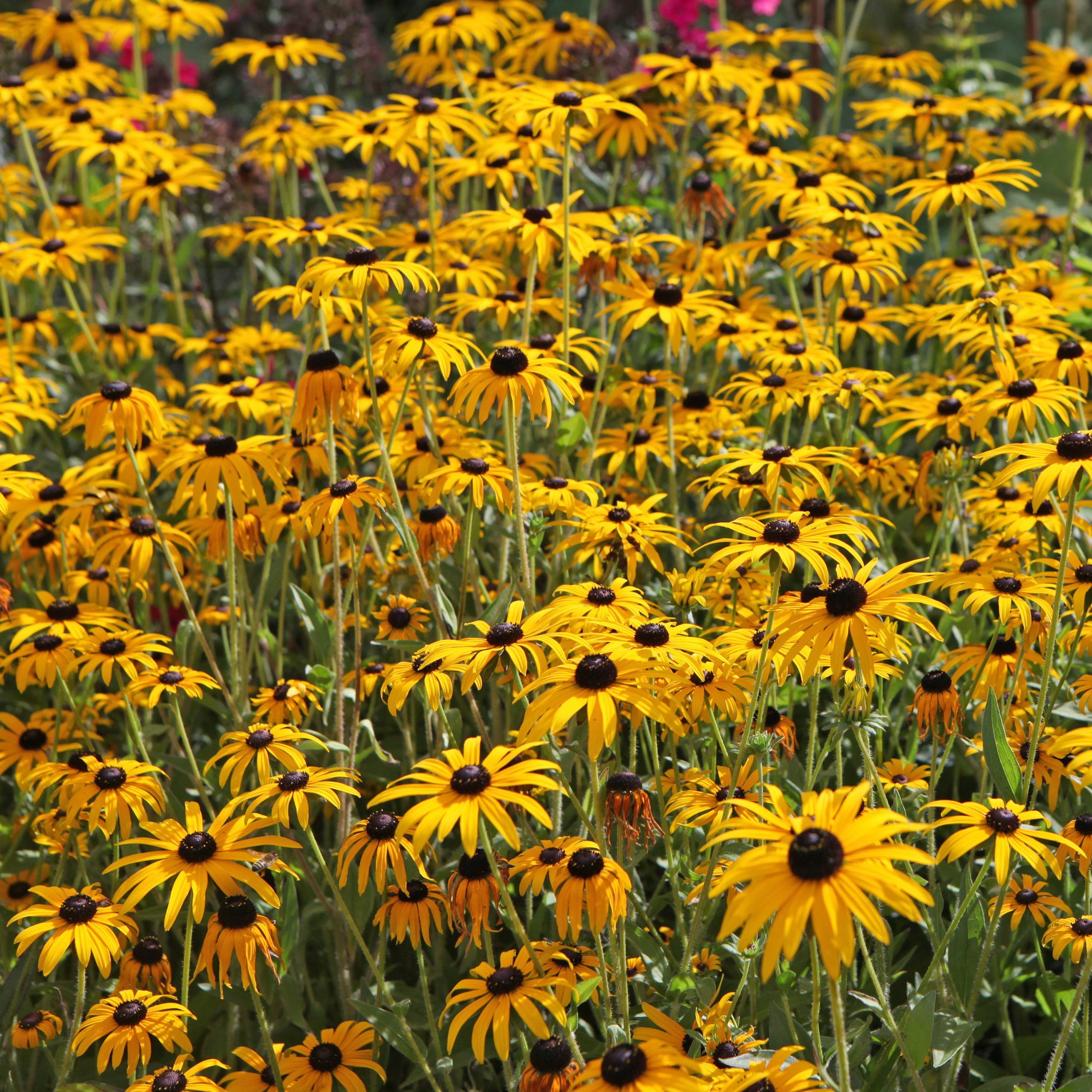 National Plant Network 1 gal. Black Eyed Susan Goldsturm Perennial Plant (8-Pack)