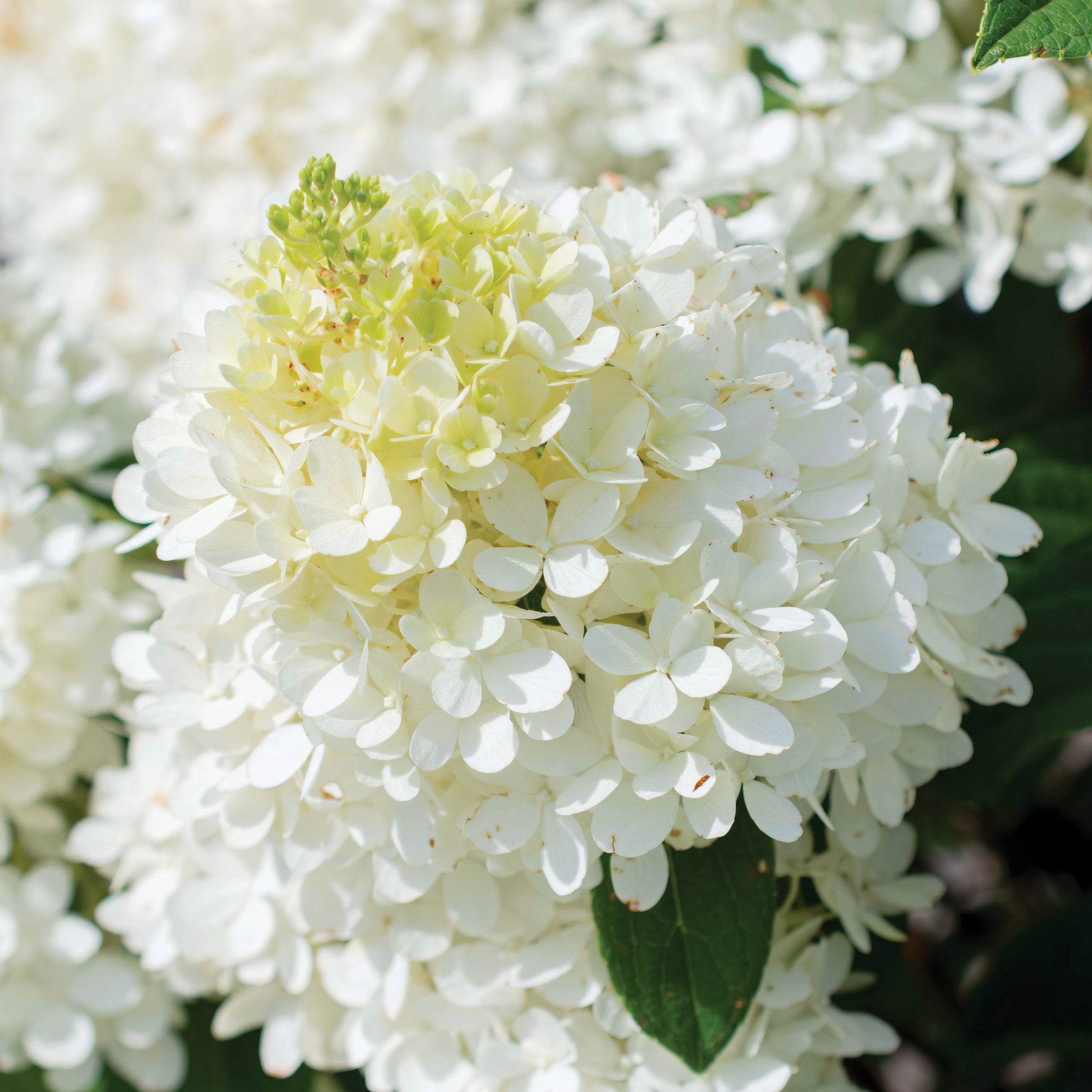 National Plant Network 3 gal Hydrangea Sweet Starlight Live Shrub Full Sun with White and Pink Flowers