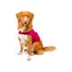 thumbnail image 1 of Camisa calmante para perros con forma de sangría pequeña, 1 of 4