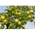 thumbnail image 6 of Golden Delicious Apple Tree Live Trees, Sweet, Yellow Apples, 6 of 6