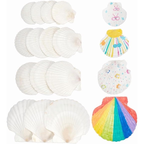 14 Pcs 4 Sizes Large Natural Scallop Shells 2.93-4.49 Inch White Seashells for DIY Craft Natural Scallop Shell Painting Accessories for Ocean Themed Parties and Home DecorWhite