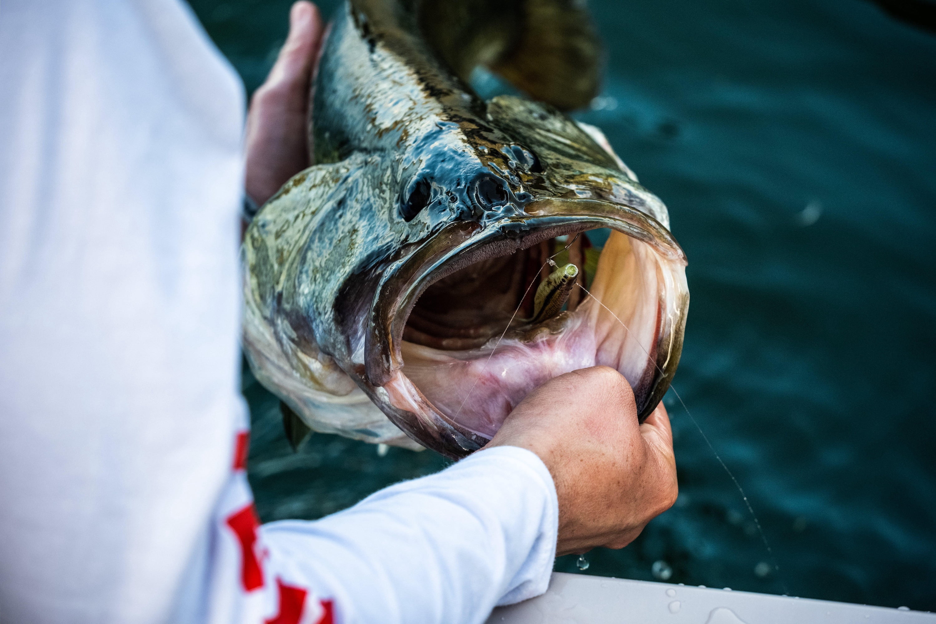 PowerBait® The Champ Minnow