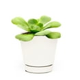 thumbnail image 7 of Aeonium Green Platters (4"+ Clay Pot) - Live Healthy Succulents - Tiny, Lovely, Easy to Care Rosette Succulents, 7 of 7