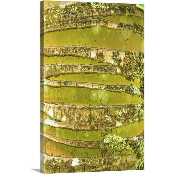 Great BIG Canvas | "Hawaii, Oahu, Close-Up Of Coconut Palm Tree Bark Texture" Canvas Wall Art - 20x30