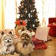 thumbnail image 1 of Disfraz navideño para perro, capa de Papá Noel de 43 x 34 cm con gorro de astas de alce, cálido disfraz de reno de Papá Noel, sudadera con capucha navideña para cachorros, ropa para perros pequeños,, 1 of 7