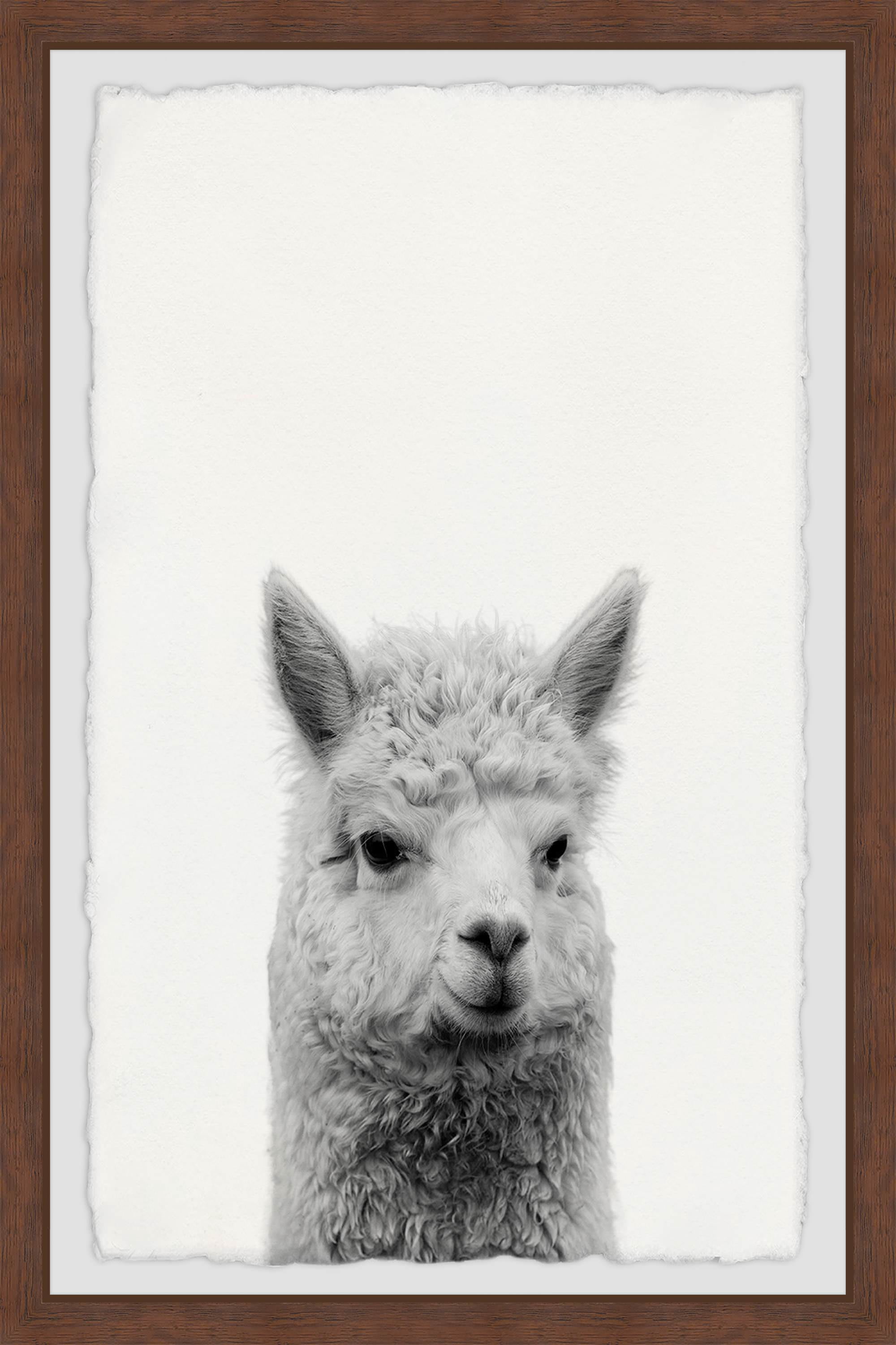 Gen X Llama Framed Painting Print