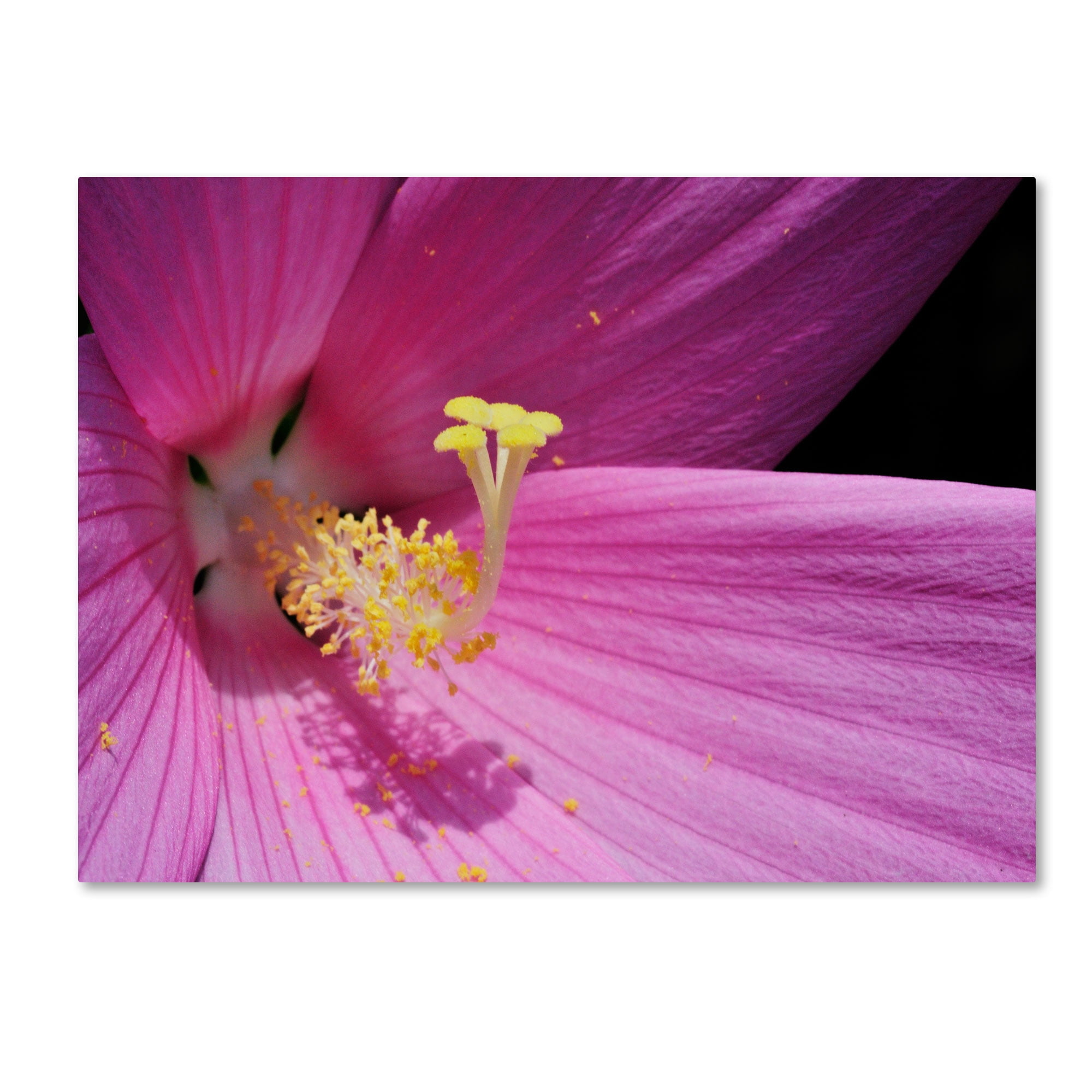 Trademark Fine Art "Inside a Pink Hibiscus" Canvas Wall Art by Kurt Shaffer