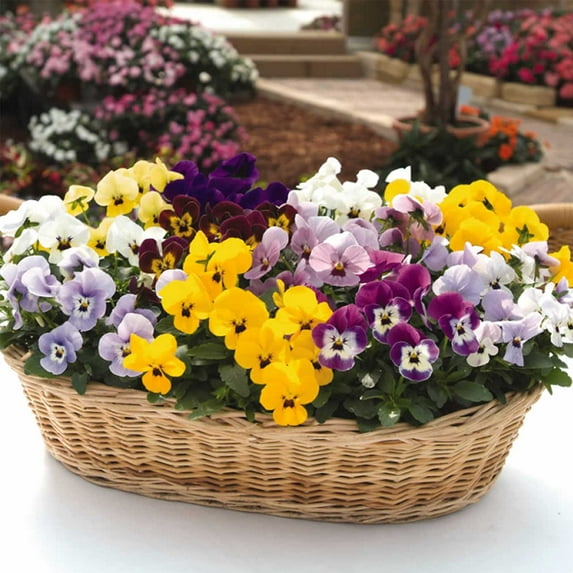 Viola Flower Garden Seeds - Sorbet F1 Series - Babyface Mix - 100 Seeds - Annual Flower Gardening Seeds