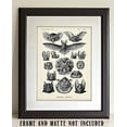thumbnail image 2 of Ernst Haeckel Bats Art Print - 11x14 Unframed Art Print - Great Biology Lab Decor or Gift for People Who are Fascinated with Bats, 2 of 6