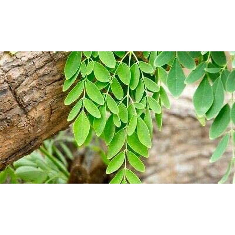 CZ Grain Bonsai Seeds 20+ Moringa Tree Seeds, Edible Leaves - Walmart.com