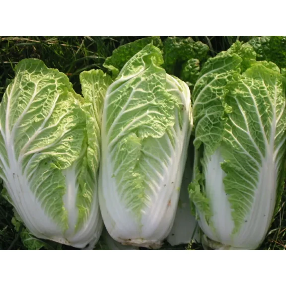 2,000 Chinese Michili Cabbage - Non-GMO Heirloom Cabbage Seeds