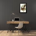 thumbnail image 3 of Gould, John 17x24 Black Modern Framed Museum Art Print Titled - Pheasant Cuckoo-Centropus Phasianus, 3 of 4