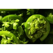 Wallmonkeys Fiddlehead Ferns Cleaned and Ready for Cooking Peel and Stick Wall Decals Mural WM17463 (48 in W x 32 in H)