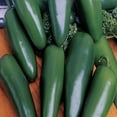 thumbnail image 2 of American Seed Pepper Jalapeno Early Annual Vegetable Seeds Full Sun, 2 of 7