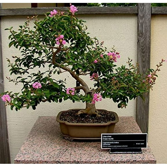 CZ Grain 50 Crape Myrtle Bonsai Tree Plant Seeds