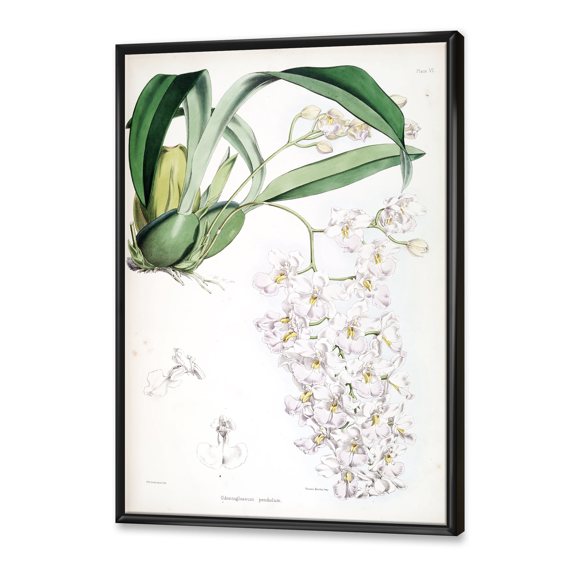 Designart 'Ancient White Orchid II' Traditional Framed Canvas Wall Art Print
