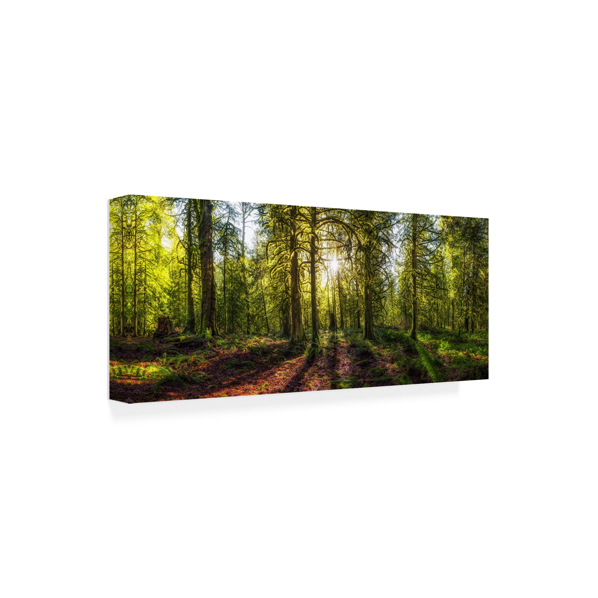Trademark Fine Art 'Golden Forest Under Sunset' Canvas Art by Vladimir Kostk