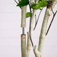 thumbnail image 4 of Nearly Natural 8ft. Artificial Birch Tree with Real Touch Leaves, 4 of 5