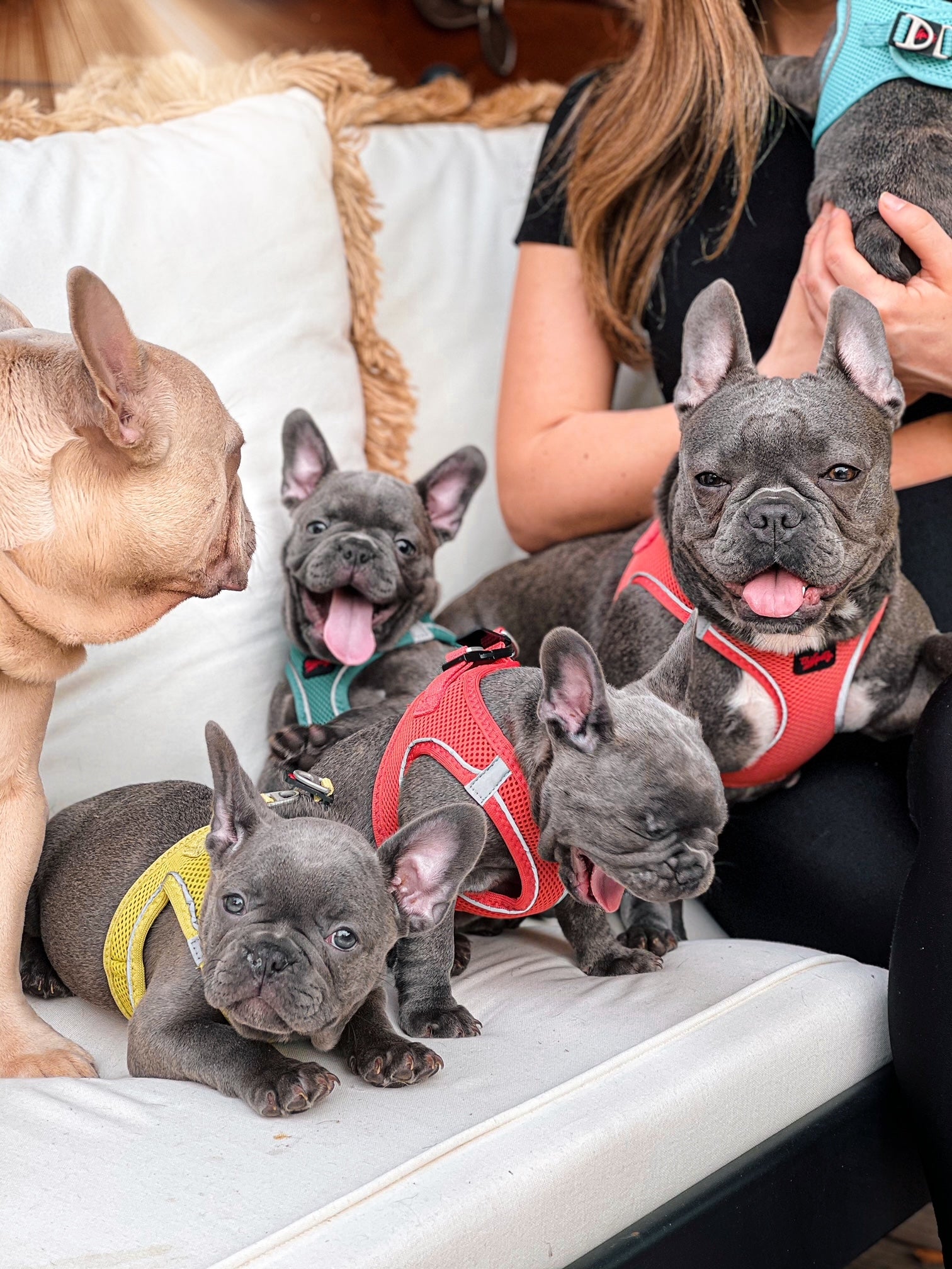 Tailpetz Step-in Breathable Airmesh Vest Harness Reflective Soft Padded Harnesses for Cats Puppies Small and Medium Dogs (Neon-Orange 3XSmall)