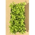 thumbnail image 3 of Ligustrum Waxleaf Privet - 10 Live Plants 2" Pot Size - Evergreen Privacy Hedge, 3 of 8