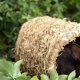 thumbnail image 4 of Pajarera de Aves de Hierba Birdhouse para Agapornis Y Pequeño, 4 of 8