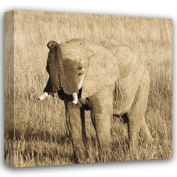 Susann Parker 20x20 Gallery Wrapped Canvas Wall Art Titled - Young Elephant