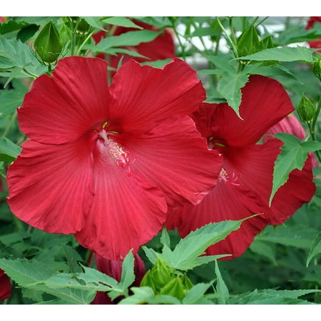 Pinot Noir Giant Hibiscus Rose Mallow Perennial - Huge Flowers - Gallon