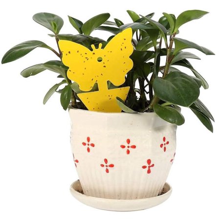 Salate 48-Piece Fruit Fly Traps – Sticky Gnats & Fly Repellent for Indoor and Outdoor Use, Yellow Fungus Gnat Traps to Protect Plants
