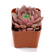 Succulent Sedeveria Pink Ruby, Fully Rooted in 2" Planter Pots Live Rare