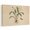 Beige, variant on 10" x 8" Snowdrop Flower Canvas Wall Art for Living Room, Vintage Plant Taproot System Butterfly Rustic Poster Print Painting for Nightstand Bathroom Collage Decoration Wall Pictures Prepare To Hang