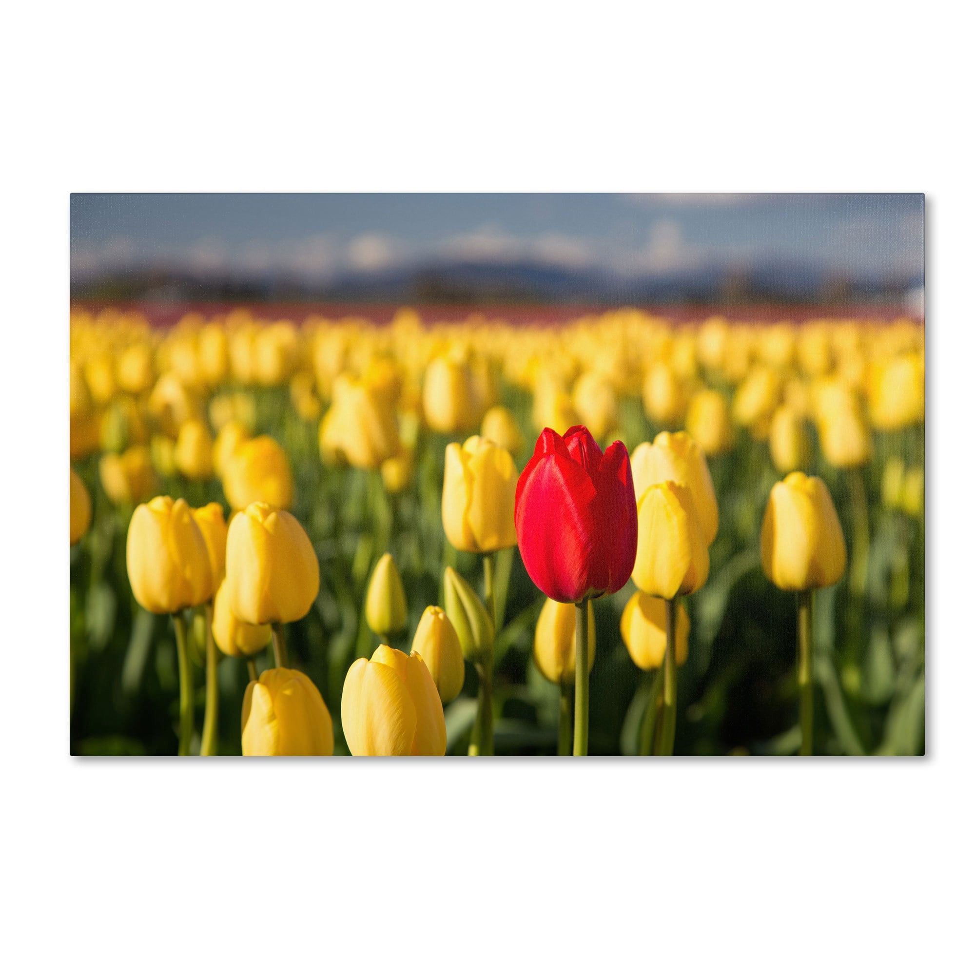 Trademark Fine Art "Red Tulip" Canvas Art by Pierre Leclerc