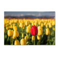 thumbnail image 2 of Trademark Fine Art "Red Tulip" Canvas Art by Pierre Leclerc, 2 of 4