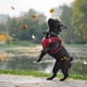 thumbnail image 5 of Arnés para perros de tela de gamuza suave al tacto, chaleco para mascotas, arnés reflectante ajustable que no tira para cachorros, perros pequeños y medianos, 5 of 8
