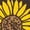 DARK BROWN, variant on - Sunflower Seeds Short Sleeve Graphic T-Shirt