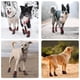 thumbnail image 4 of FLYSTAR Zapatos para perros medianos y grandes, impermeables, lluvia, nieve, antideslizantes, botas para perros para invierno, reflectantes, ajustables, cálidos, protectores de patas para caminar, cor, 4 of 5